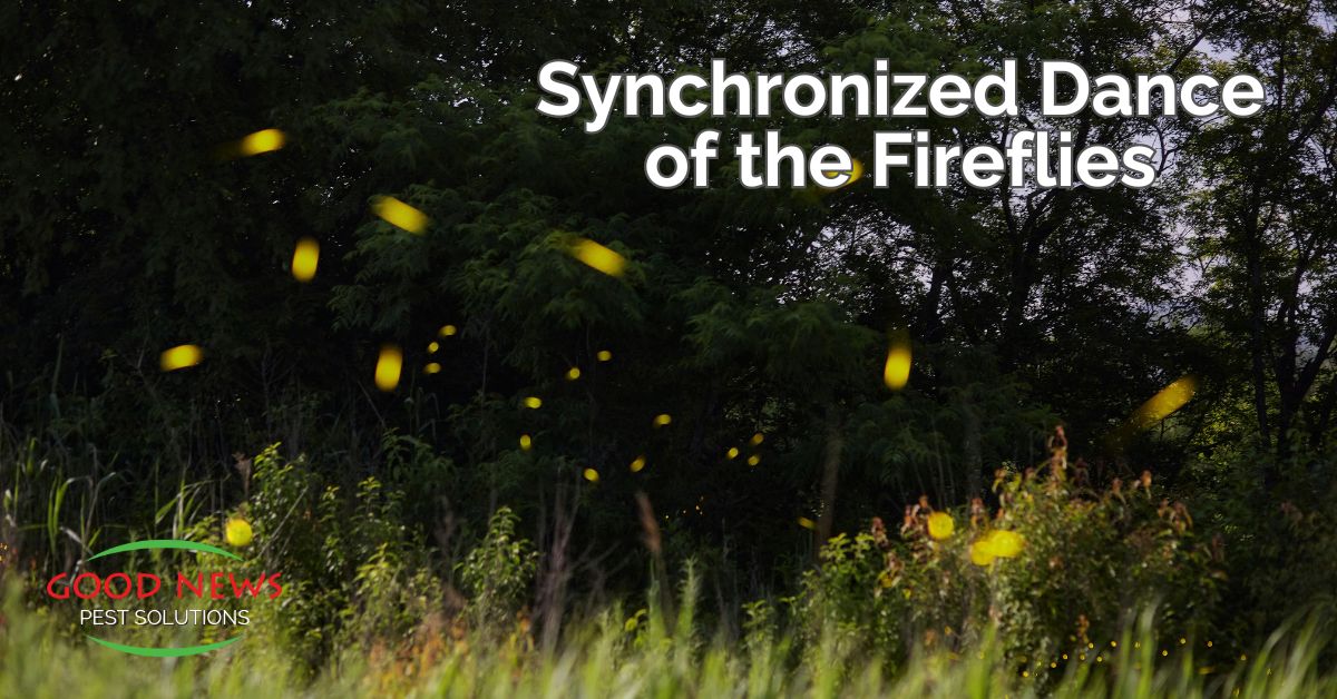 Synchronized Dance of the Fireflies
