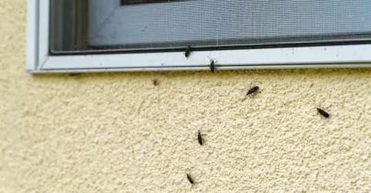 Bugs entering window