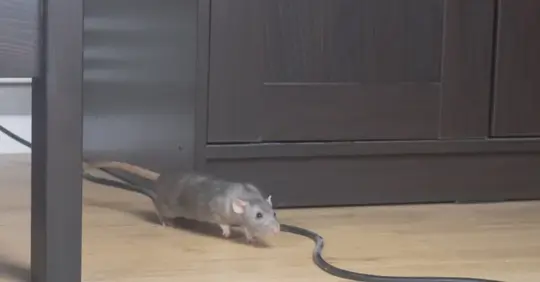A rat roaming around the house