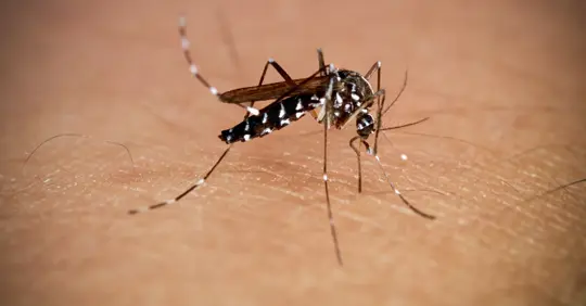 Mosquito in human skin