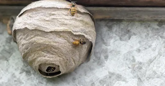 Wasp nest