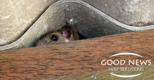 Rodent Removal in Punta Gorda, FL: Why a Mousetrap Is Never Enough