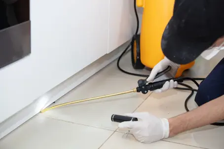 Protect Your Property in Bradenton, FL, With Professional Termite Inspections