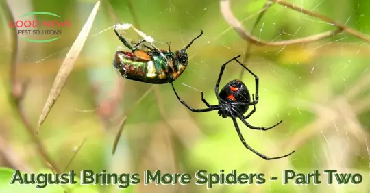 Black widow spider