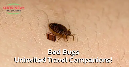 Bed Bug on Skil