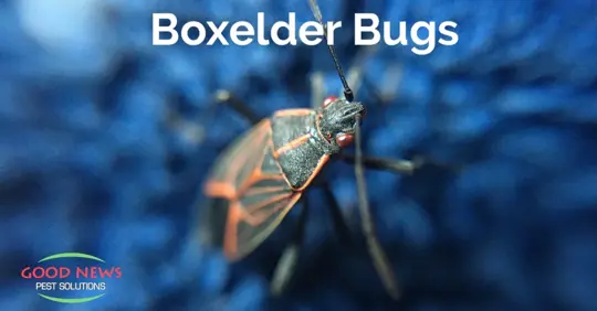 Boxelder Bug