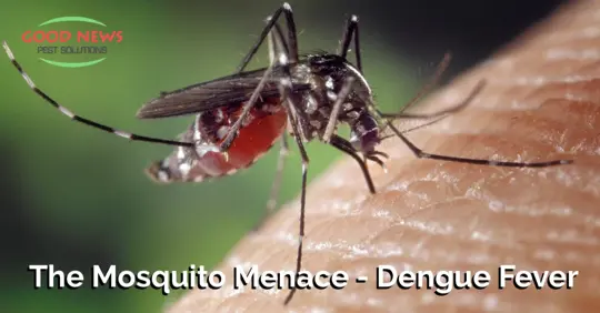 Mosquito Biting Human