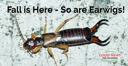 Earwig