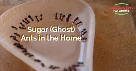 Sugar Ants in Bowl