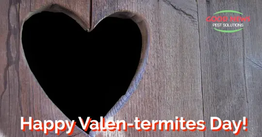 Happy Valen-termites Day