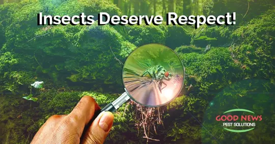 Studying and Respecting Insects
