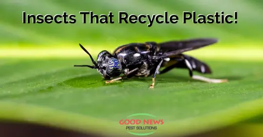 Black Fly Recycles Plastic
