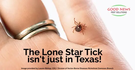 Tick on hand