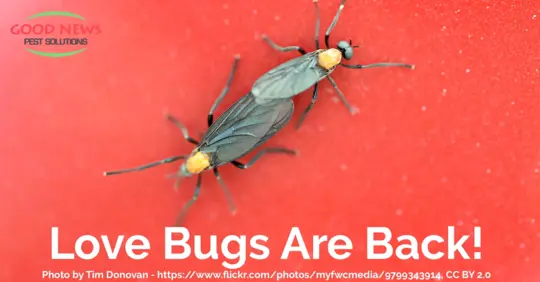 Love bugs