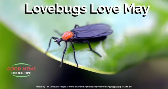 Lovebugs