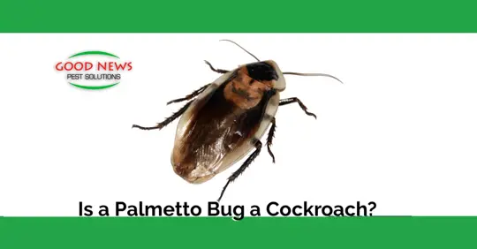 Roach or Palmetto Bug