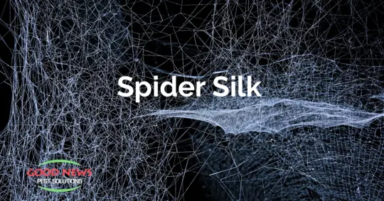 Spider Silk