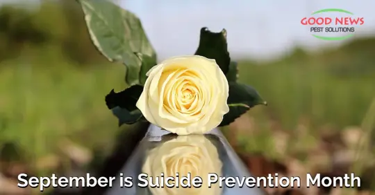 Rose for Suicide Prevention Month