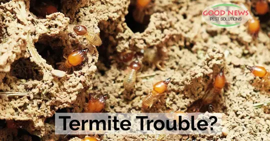 Termite destruction