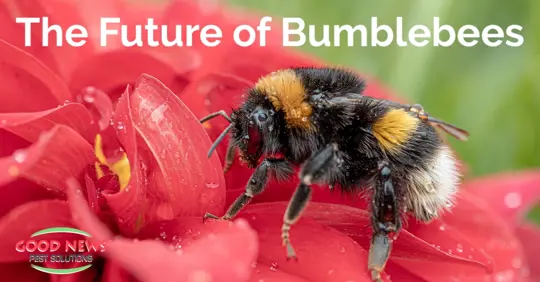 Bumblebee on Flower