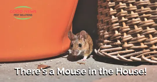 Mouse inside home