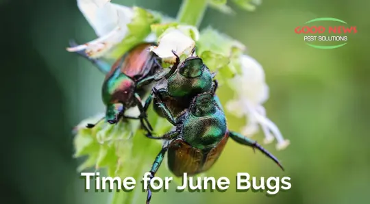 June Bug or Beetle