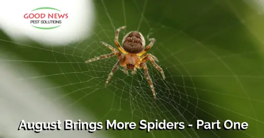 Spider on web