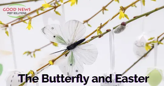 The Butterfly and Easter