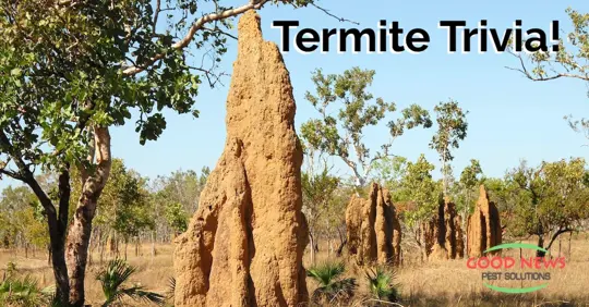 Facts about termites