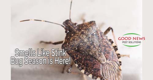 A close-up image of a brown stink bug