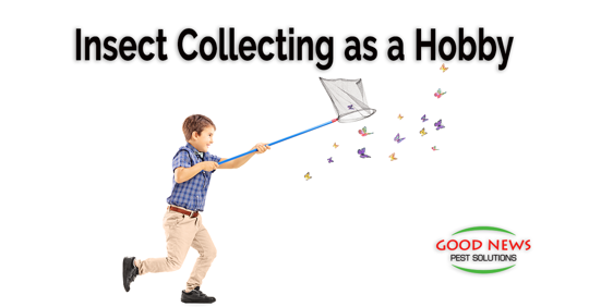 Insect Collecting as a Hobby