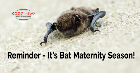 Reminder – It’s Bat Maternity Season!