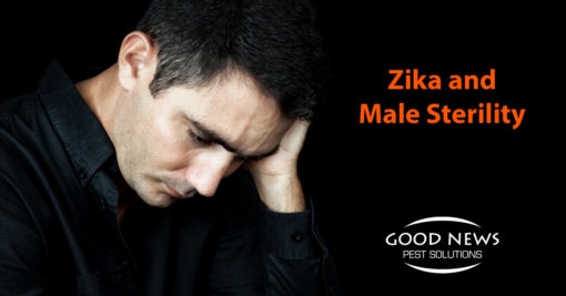 Zika and Male Sterility