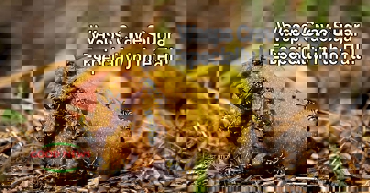 Wasps Crave Sugar – Especially in the Fall!