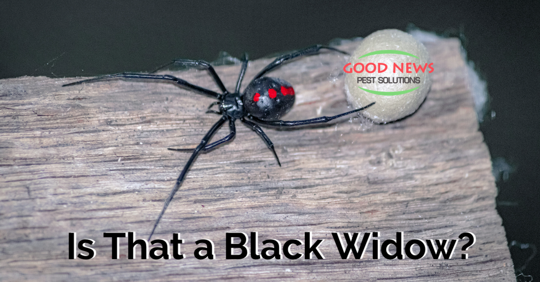 Is That a Black Widow?
