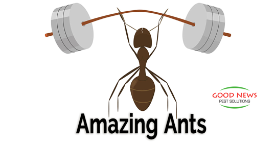 Amazing Ants