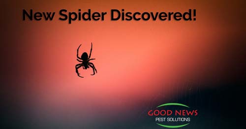 A pest control website image with a silhouette of a spider against a sunset-like background.