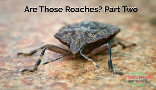 Are Those Roaches? Part Two