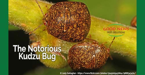 Kudzu bug
