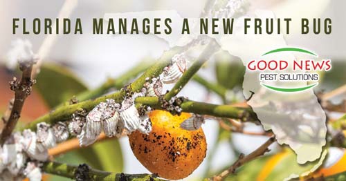 A close-up shows a fruit bug on a tree branch next to an orange.