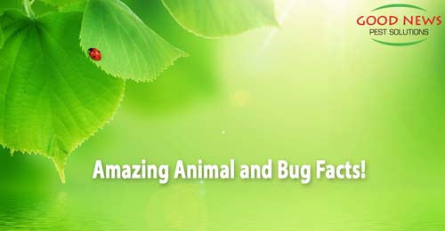 Amazing animal and bug facts