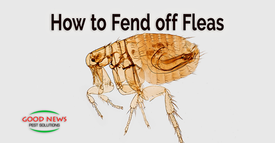 How to Fend Off Fleas