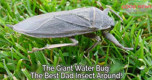 A close-up of a Giant Water Bug, gray with long legs, is shown on green grass