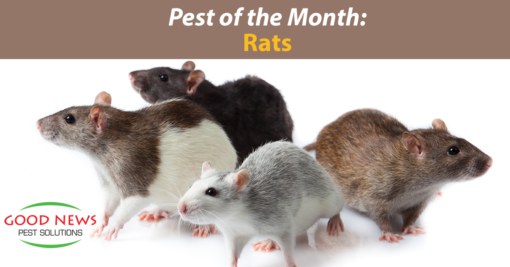 Pest of the Month: Rats