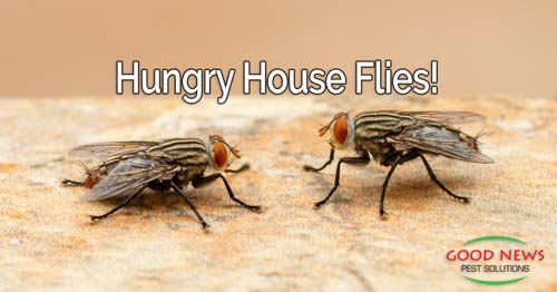 Two house flies