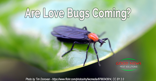 Are Love Bugs Coming?