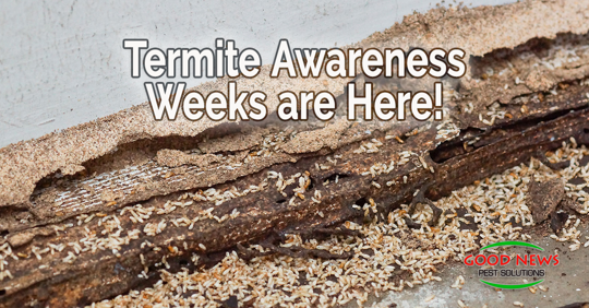 Termite Awareness Weeks are Here! Week One