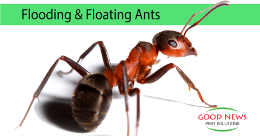 Flooding & Floating Ants