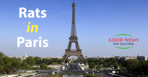 Rats in Paris