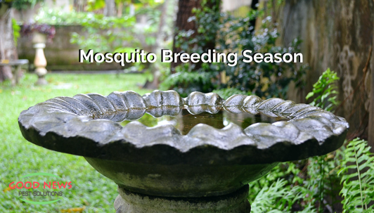 Mosquito Breeding Season